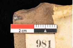 Foto (Detailsansicht) von Castanea atavia Unger (NHMW-GEO-2024-0188-0981)